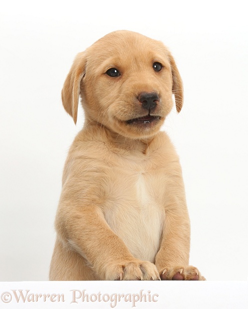 Cute Yellow Labrador puppy, 8 weeks old, with paws up, white background