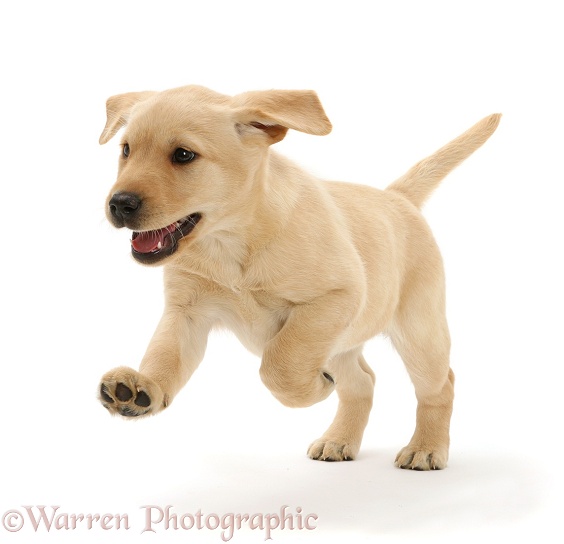 Cute Yellow Labrador Retriever puppy, 8 weeks old, running, white background