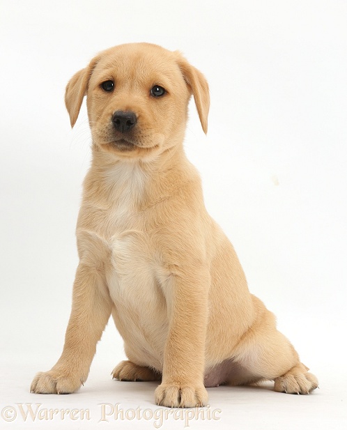Yellow Labrador Retriever puppy, 9 weeks old, sitting, white background