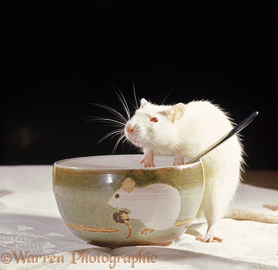 Albino rat on the table eating from a bowl
