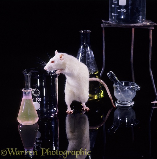 Albino laboratory rat