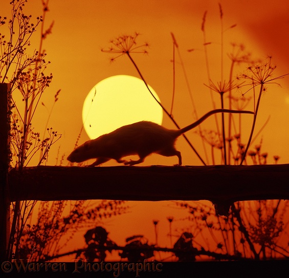 Brown Rat (Rattus norvegicus) running across a fence at sunset.  Worldwide