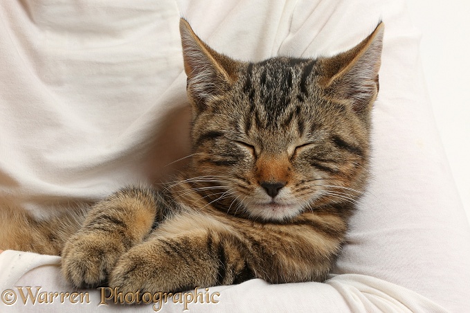 Tabby kitten, Picasso, 3 months old, sleeping  in someone's arm
