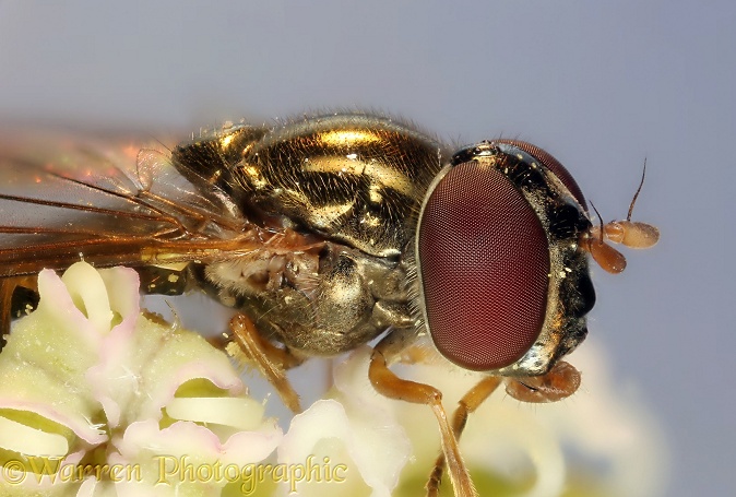Soldier fly (Sargus species) on Hogweed (Heracleum sphondylium) flower
