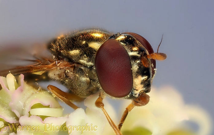 Soldier fly (Sargus species) on Hogweed (Heracleum sphondylium) flower