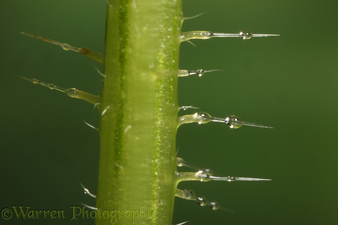 Stinging hairs on a Nettle (Urtica dioica) stem