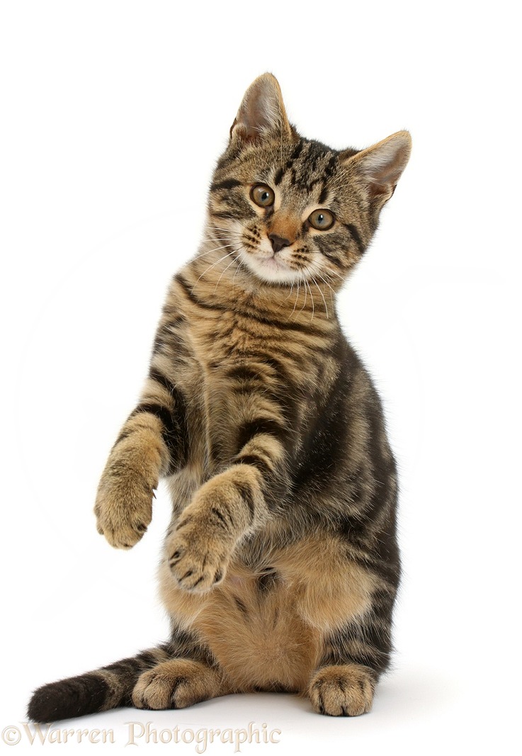 Tabby kitten, Smudge, 3 months old, standing up on haunches, white background