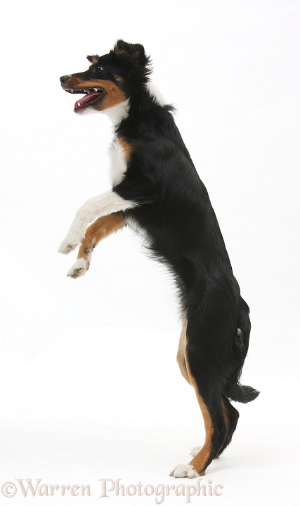 Odd-eyed tricolour Miniature American Shepherd bitch, Miley, 6 months old, leaping, white background