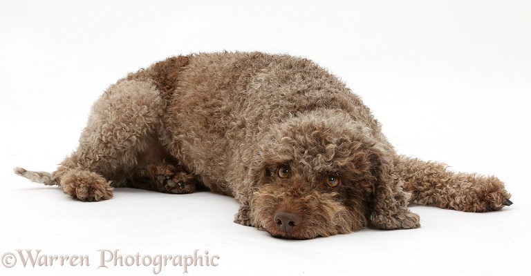 Lagotto Romagnolo lying with chin on the floor, white background