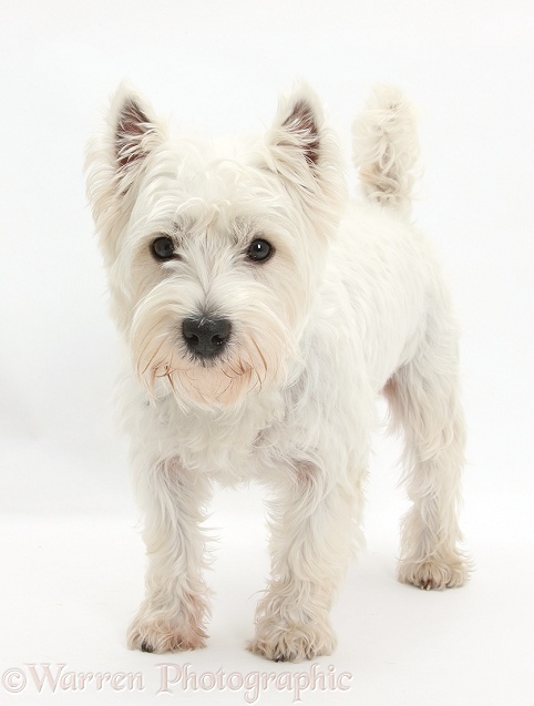 West Highland White Terrier, Betty, standing, white background