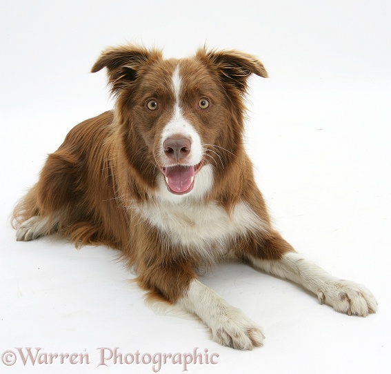Chocolate registered Border Collie dog, Milo, lying with head up, white background