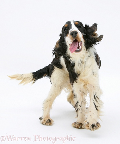 Tricolour English Cocker Spaniel, Mouse, 7 months old, white background