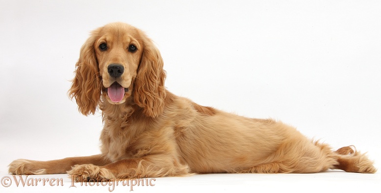 Golden Cocker Spaniel, Sadie, 6 months old, lying stretched out with head up, white background