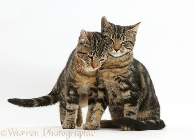 Tabby cats, Picasso and Smudge, 3 months old, sitting together and rubbing, white background