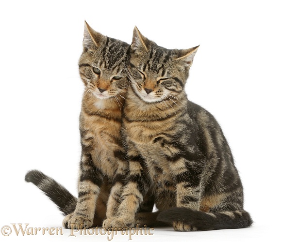 Tabby cats, Picasso and Smudge, 3 months old, sitting together and rubbing, white background