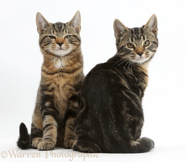 Tabby cats, Picasso and Smudge, 3 months old, relaxing together, white background