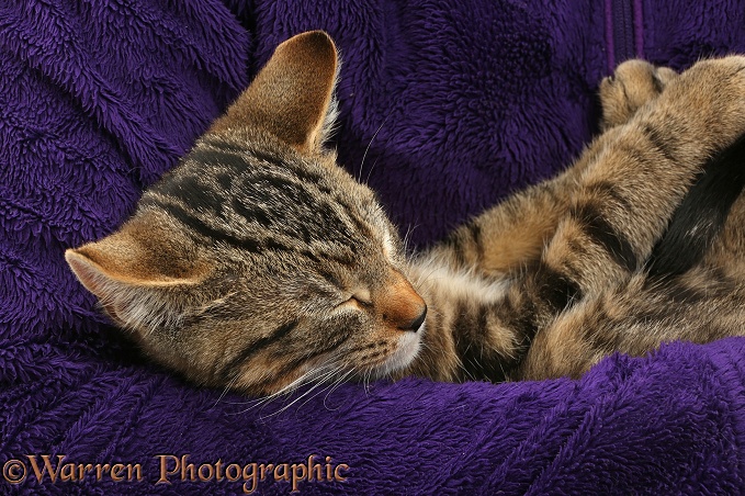 Tabby kitten, Picasso, 3 months old, sleeping in someone's arm