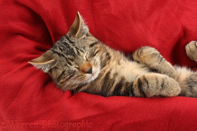 Tabby kitten, Picasso, 3 months old, sleeping in the fold or a red blanket