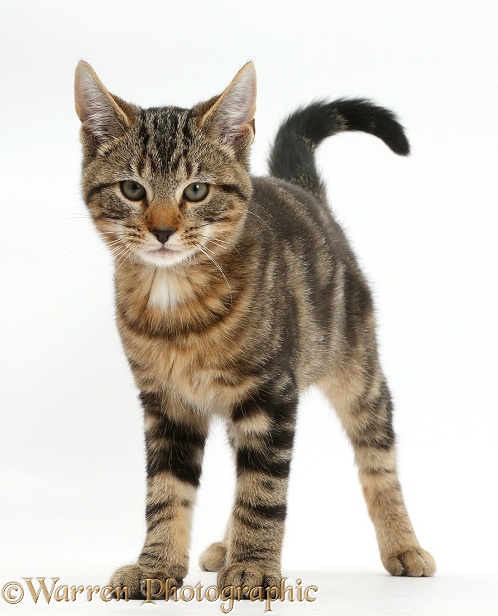 Tabby kitten, Picasso, 3 months old, standing, white background