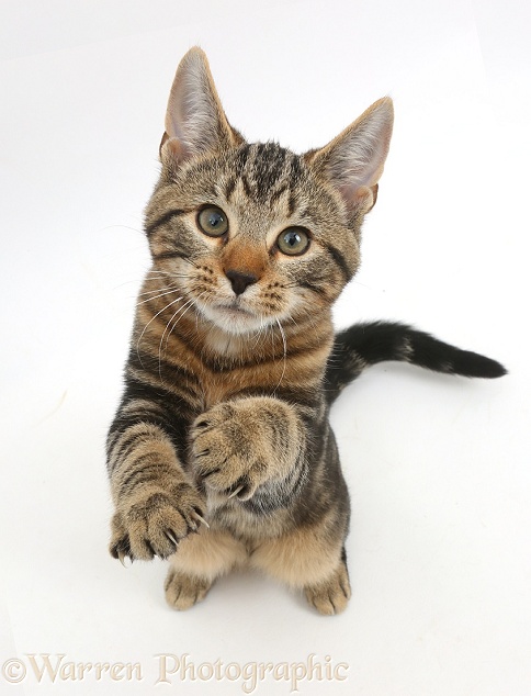 Tabby kitten, Picasso, 3 months old, sitting, with paws raised, white background
