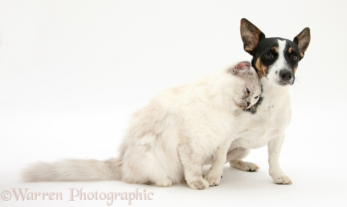 Birman cat, Tallulah, friendly rubbing against Jack Russell Terrier bitch, Rubie, white background
