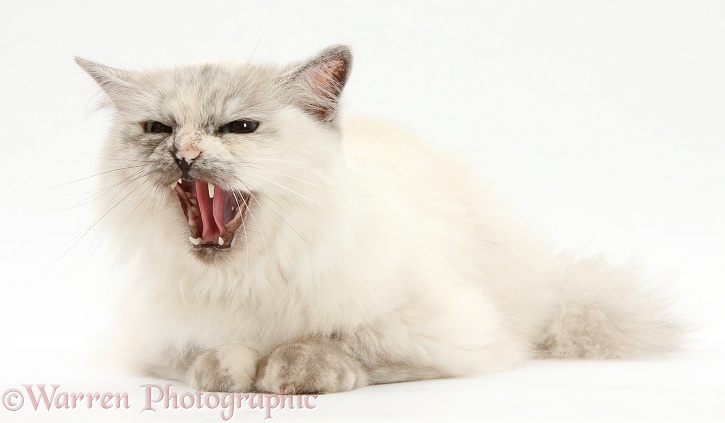 Birman cat, Tallulah, snarling, white background