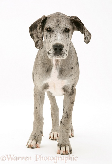 Great Dane pup, Maysie, standing, white background