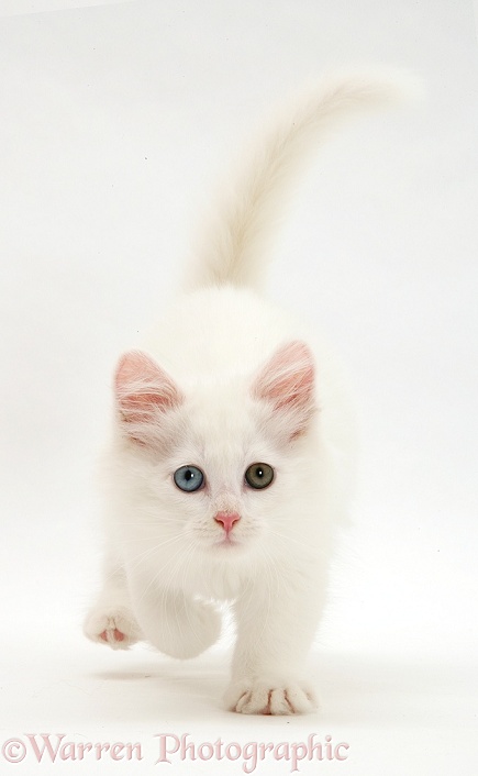 White kitten walking, white background