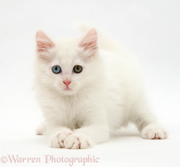 White kitten crouching, white background