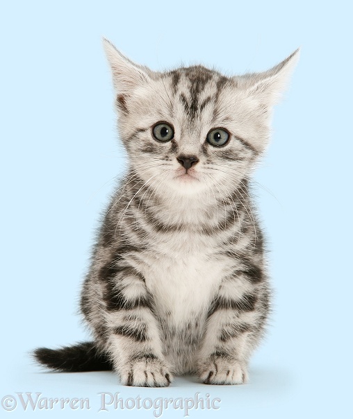 Silver tabby British Shorthair kitten, white background