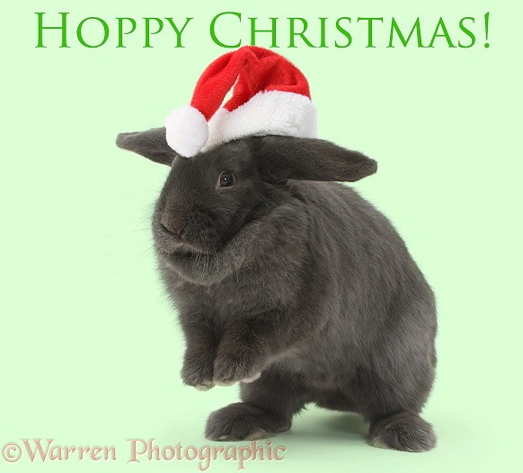 Blue grey lop rabbit hopping with a Father Christmas hat on, white background