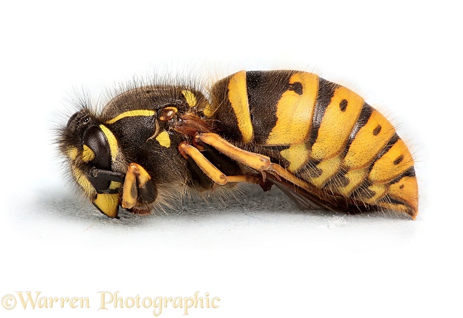 Common Wasp or Yellow Jacket (Vespula vulgaris) queen found hibernating on a sheet of paper holding with her jaws only, white background