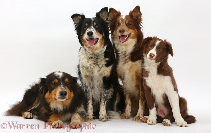 Group of assorted Border Collies, white background