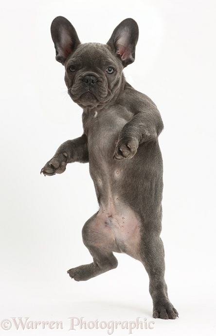 French Bulldog puppy jumping up, white background