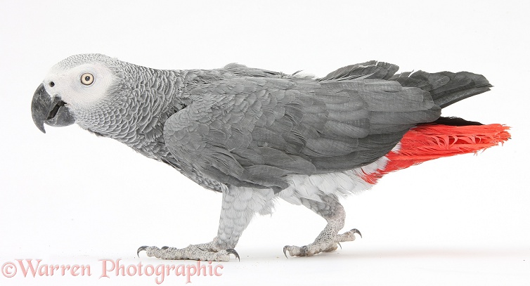 African Grey Parrot (Psittacus erithacus), walking, white background