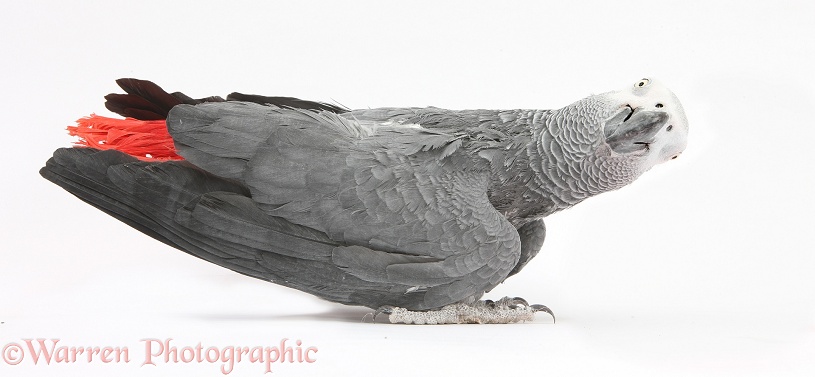 African Grey Parrot (Psittacus erithacus), walking, white background