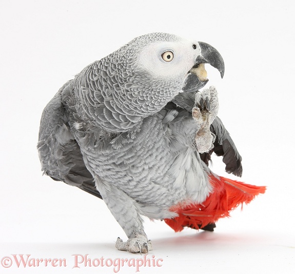 African Grey Parrot (Psittacus erithacus), regurgitating chewed up biscuit, white background