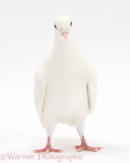 White dove, white background