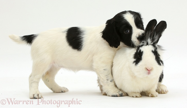 Black-and-white Springer Spaniel puppy, 6 weeks old, and rabbit, Bandit, white background