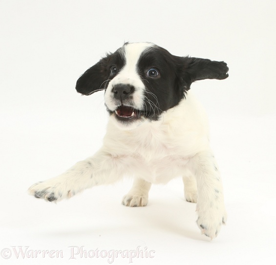 Black-and-white Springer Spaniel puppy, 6 weeks old, playfully jumping up, white background