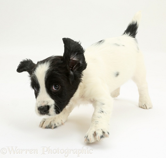 Playful Black-and-white Springer Spaniel puppy, 6 weeks old, white background
