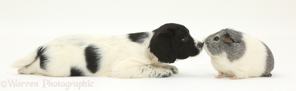 Black-and-white Springer Spaniel puppy, 6 weeks old, touching noses with a Guinea pig, white background