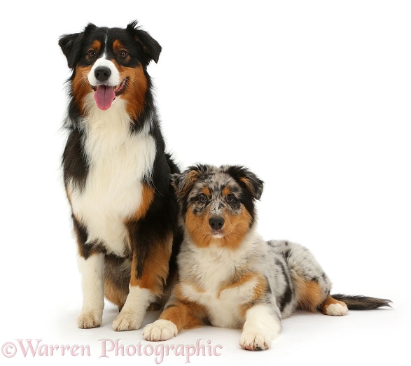 Australian Shepherd bitch and pup, 16 weeks old, white background