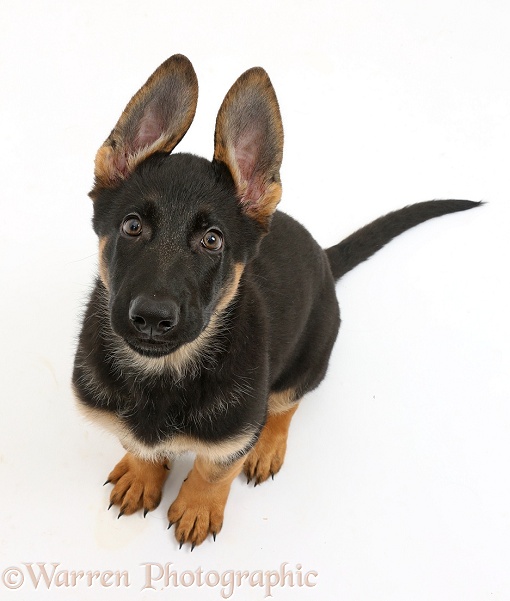 German Shepherd Dog puppy, 8 weeks old, sitting and looking up, white background