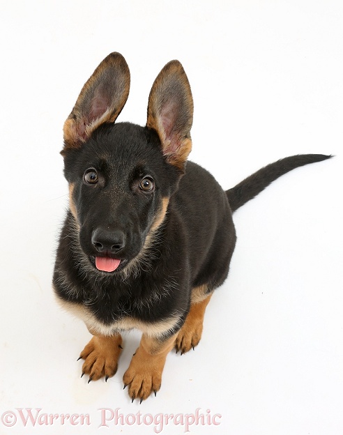 German Shepherd Dog puppy, 8 weeks old, sitting and looking up, white background