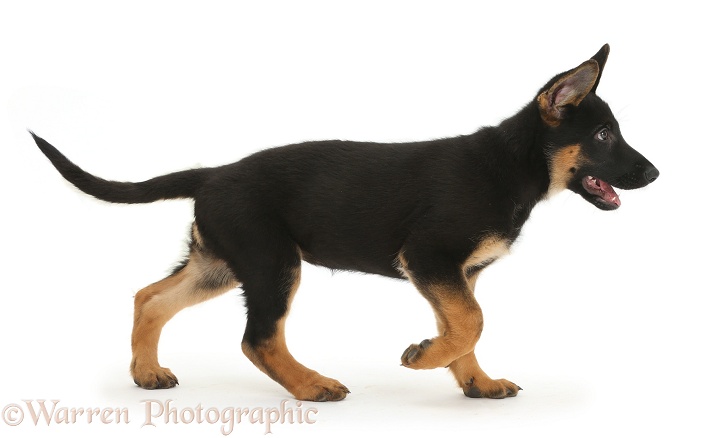 German Shepherd Dog puppy, 8 weeks old, walking across, white background