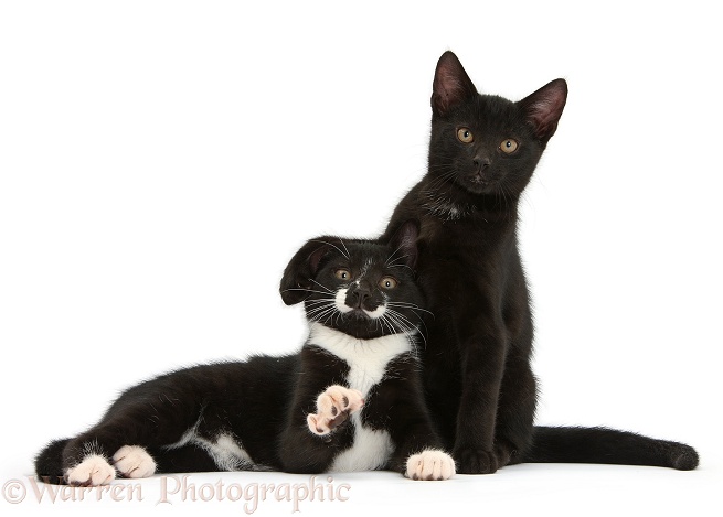 Black and Black-and-white tuxedo male kittens, Tuxie and Buxie, 12 weeks old, lounging together, white background