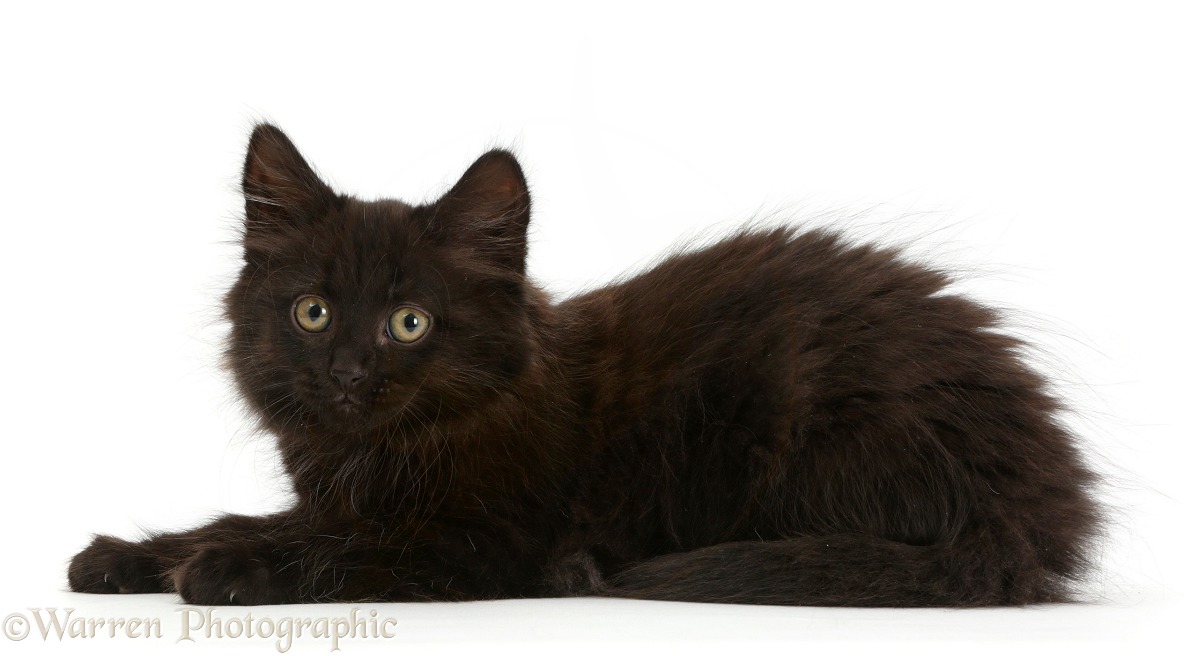 Fluffy black kitten, 10 weeks old, white background