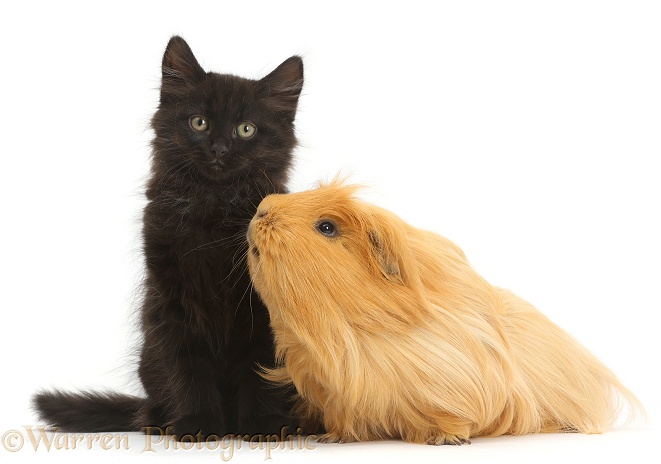 Fluffy black kitten, 10 weeks old, with ginger Guinea pig, white background