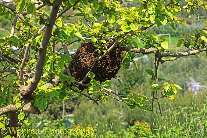 Honey Bee (Apis mellifera) swarm in mulberry tree